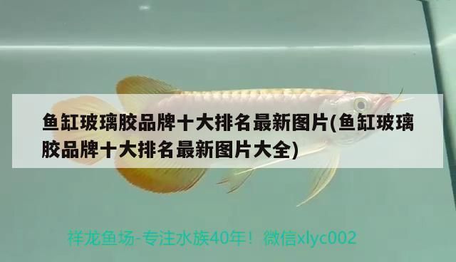 魚缸玻璃膠品牌十大排名最新圖片(魚缸玻璃膠品牌十大排名最新圖片大全)