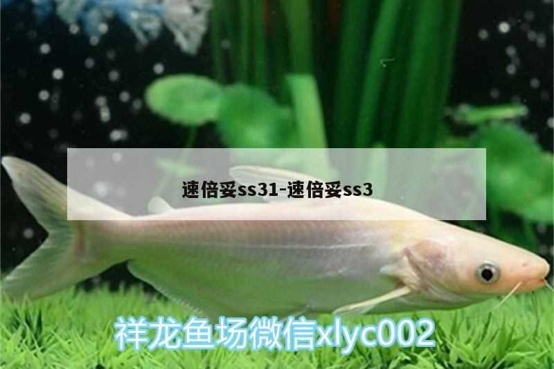 速倍妥ss31:速倍妥ss3