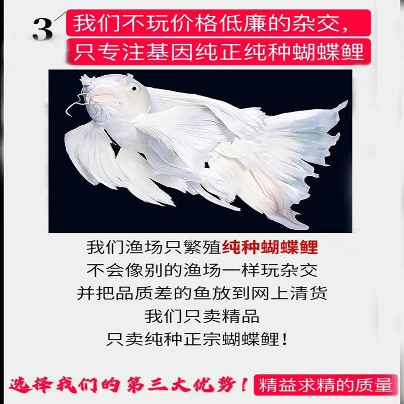 球體蝴蝶錦鯉（關于球體蝴蝶錦鯉的綜合信息整理如下：水質與溫度）