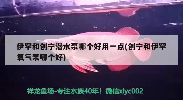 伊罕和創(chuàng)寧潛水泵哪個好用一點(diǎn)(創(chuàng)寧和伊罕氧氣泵哪個好)