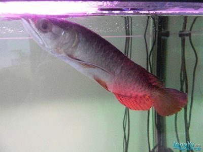 龍魚得水霉病怎么治vs祥龍魚場：祥龍魚場龍魚品種介紹,治療龍魚水霉病的藥物，龍魚日常護理要點