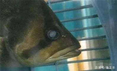 虎魚蒙眼突眼怎么治療最好：虎魚蒙眼突眼怎么治療