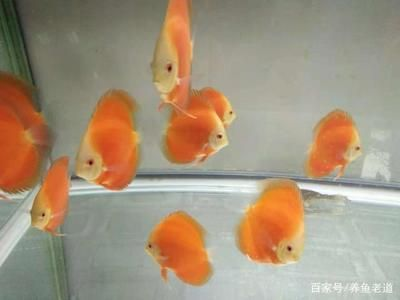 觀賞魚的適宜溫度是多少？（觀賞魚水溫控制在22度到28度到28度最為適宜的水溫）