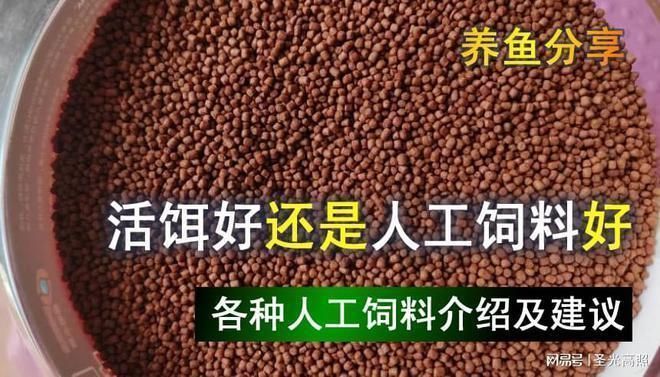 給龍魚喂活食物如何處理vs祥龍魚場(chǎng)：在給龍魚喂活食物時(shí)，如何處理與“祥龍魚場(chǎng)”的相關(guān)問(wèn)題