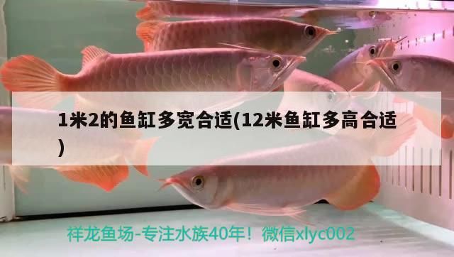 1米2的魚缸多寬合適(12米魚缸多高合適) 1米2的魚缸多寬合適(12米魚缸多高合適) 元寶鳳凰魚百科