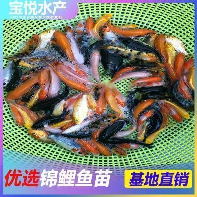 小蝴蝶鯉魚苗價格(小蝴蝶鯉魚苗價格信息及購買建議及購買建議) 蝴蝶鯉百科 第2張 小蝴蝶鯉魚苗價格(小蝴蝶鯉魚苗價格信息及購買建議及購買建議) 小蝴蝶鯉魚苗價格(小蝴蝶鯉魚苗價格信息及購買建議及購買建議) 蝴蝶鯉百科 第2張