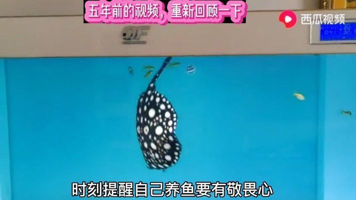 真紅眼白子魟魚視頻：真紅眼白子魟魚 真紅眼白子魟魚視頻：真紅眼白子魟魚 魟魚百科 第1張