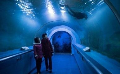 水族館發(fā)展現(xiàn)狀分析:水族館發(fā)展現(xiàn)狀分析與趨勢預(yù)測 水族館百科(水族館加盟) 第4張 水族館發(fā)展現(xiàn)狀分析:水族館發(fā)展現(xiàn)狀分析與趨勢預(yù)測 水族館發(fā)展現(xiàn)狀分析:水族館發(fā)展現(xiàn)狀分析與趨勢預(yù)測 水族館百科(水族館加盟) 第4張