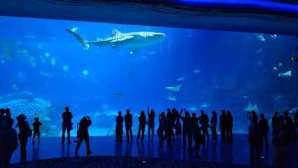 水族館發展現狀分析：水族館發展現狀分析與趨勢預測