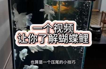 普通蝴蝶鯉苗的養殖方法步驟詳解（蝴蝶鯉苗的養殖技術）