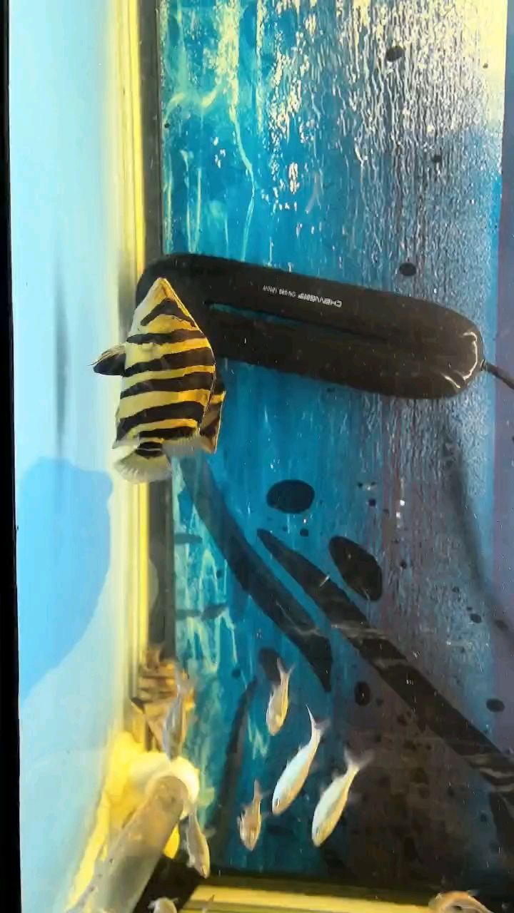 虎魚自助餐
