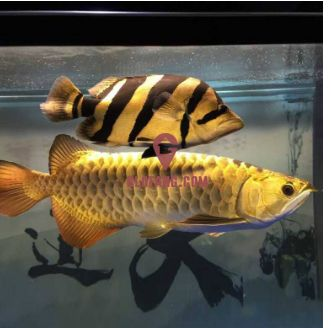 泰國虎魚混養水草選擇,泰國虎魚混養最佳伴侶 虎魚百科 第3張 泰國虎魚混養水草選擇,泰國虎魚混養最佳伴侶 泰國虎魚混養水草選擇,泰國虎魚混養最佳伴侶 虎魚百科 第3張