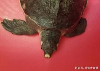 豬鼻龜身上白點能自己恢復嗎:豬鼻龜鼻子白了怎么辦 豬鼻龜百科 第1張 豬鼻龜身上白點能自己恢復嗎:豬鼻龜鼻子白了怎么辦 豬鼻龜身上白點能自己恢復嗎:豬鼻龜鼻子白了怎么辦 豬鼻龜百科 第1張