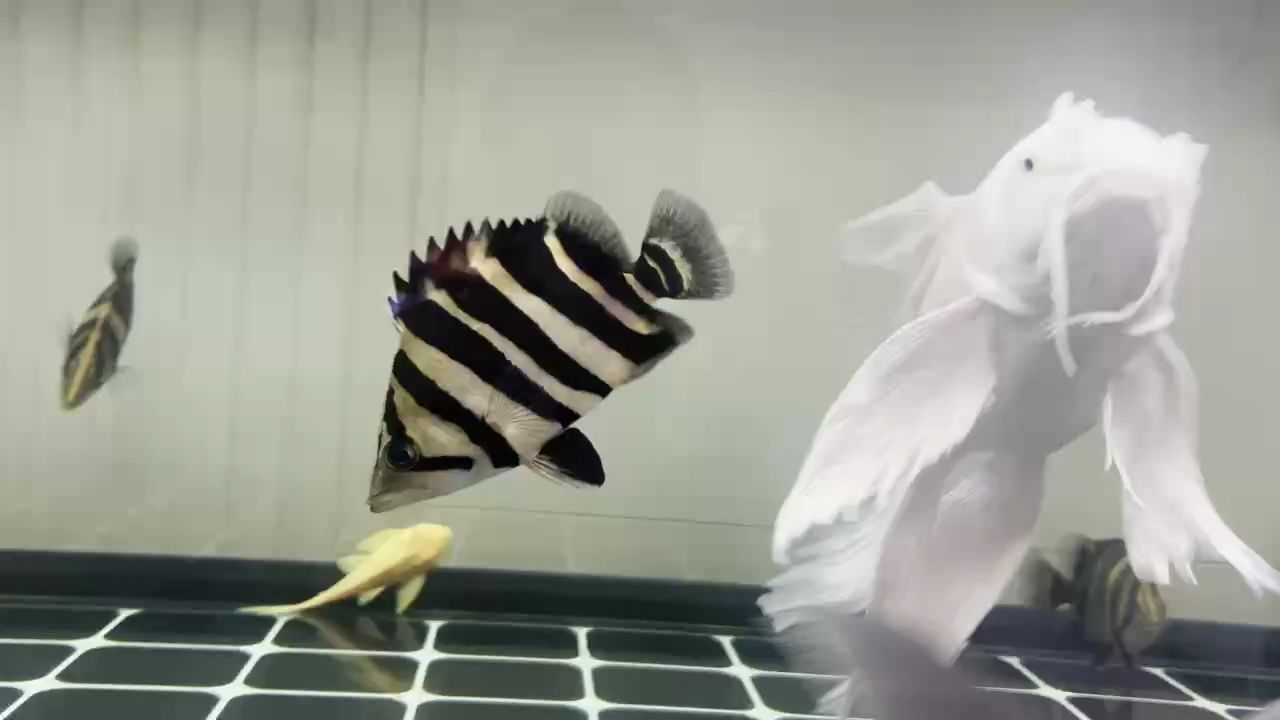 高端龍魚的種類有哪些品種：-高端龍魚有哪些品種