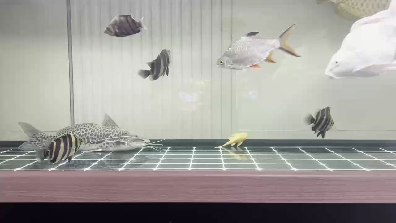 狀態好了不少
