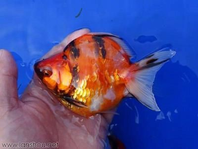 觀賞魚發貨運輸方式有幾種（觀賞魚的發貨運輸方式）