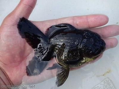 觀賞魚發貨運輸方式有幾種（觀賞魚的發貨運輸方式）