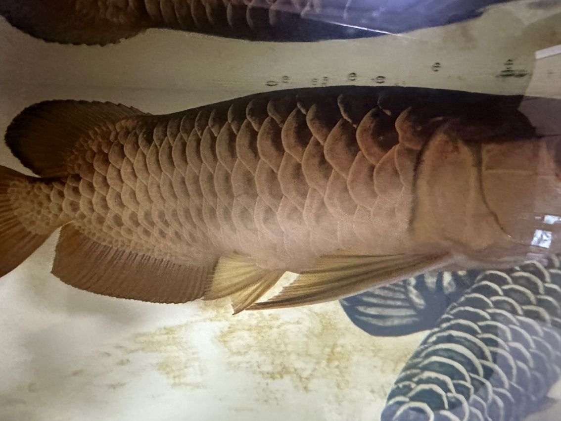 幫忙看看怎么了這是 幫忙看看怎么了這是 龍魚論壇 第2張