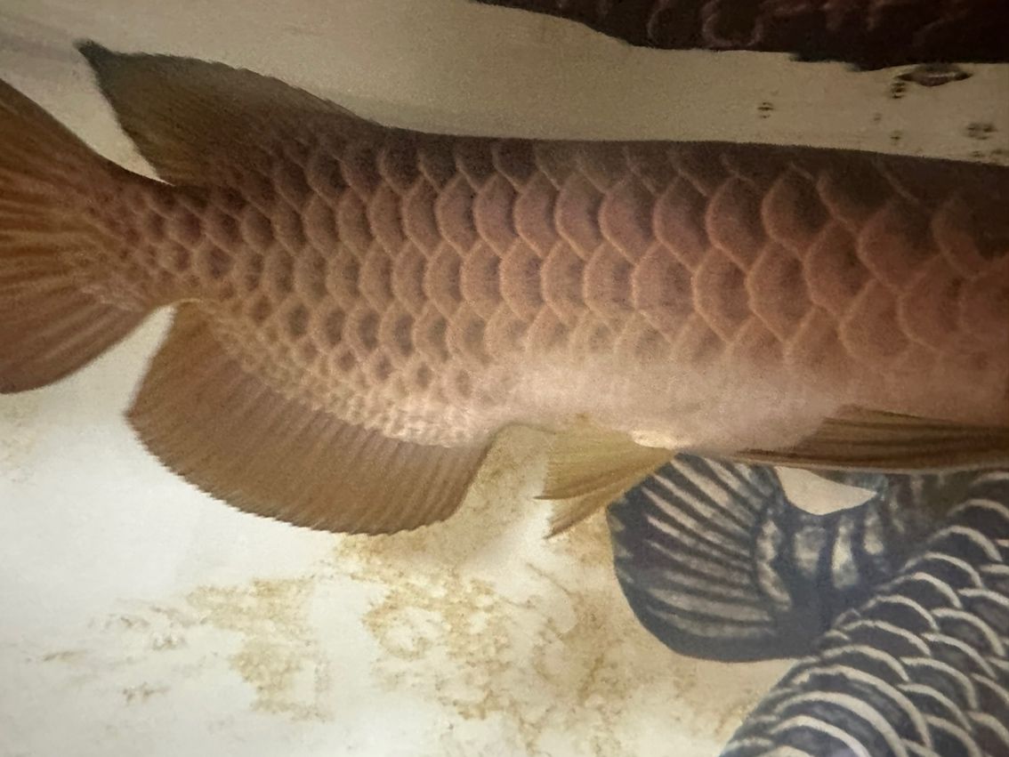 幫忙看看怎么了這是 幫忙看看怎么了這是 龍魚論壇 第3張