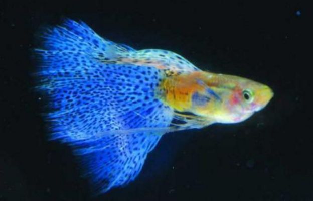 養(yǎng)不死的魚第一名（“養(yǎng)不死的魚第一名”普遍被認為是中國斗魚和泰國斗魚）