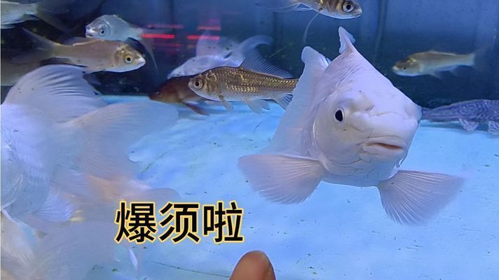 蝴蝶鯉暴須圖片（如何獲取蝴蝶鯉暴須的生活習性）