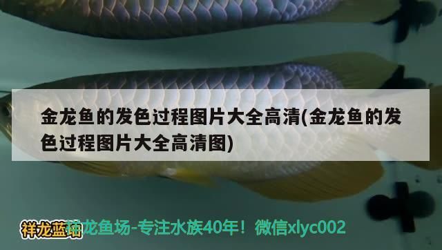 鸚鵡魚和銀龍魚混養(yǎng)怎樣喂食 金龍魚的發(fā)色過程圖片大全高清(金龍魚的發(fā)色過程圖片大全高清圖) 觀賞魚百科 金龍魚的發(fā)色過程圖片大全高清(金龍魚的發(fā)色過程圖片大全高清圖) 金龍魚的發(fā)色過程圖片大全高清(金龍魚的發(fā)色過程圖片大全高清圖) 觀賞魚百科