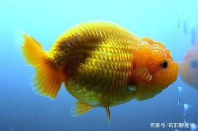 60的缸能養多少條蘭壽：60厘米的魚缸可以養3-4條成年蘭壽金魚