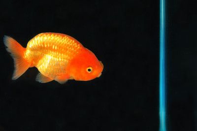 60的缸能養多少條蘭壽：60厘米的魚缸可以養3-4條成年蘭壽金魚