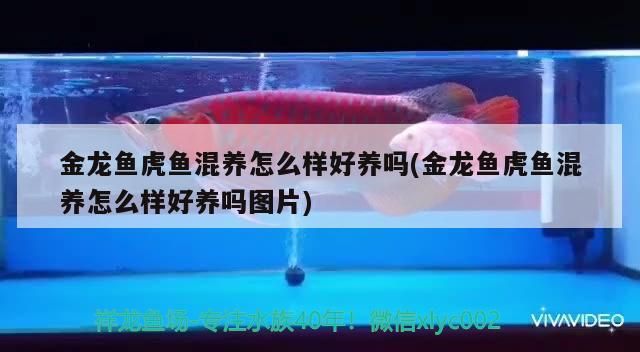 過濾魚缸怎么安裝視頻教學(xué) 過濾魚缸怎么安裝視頻教學(xué)大全