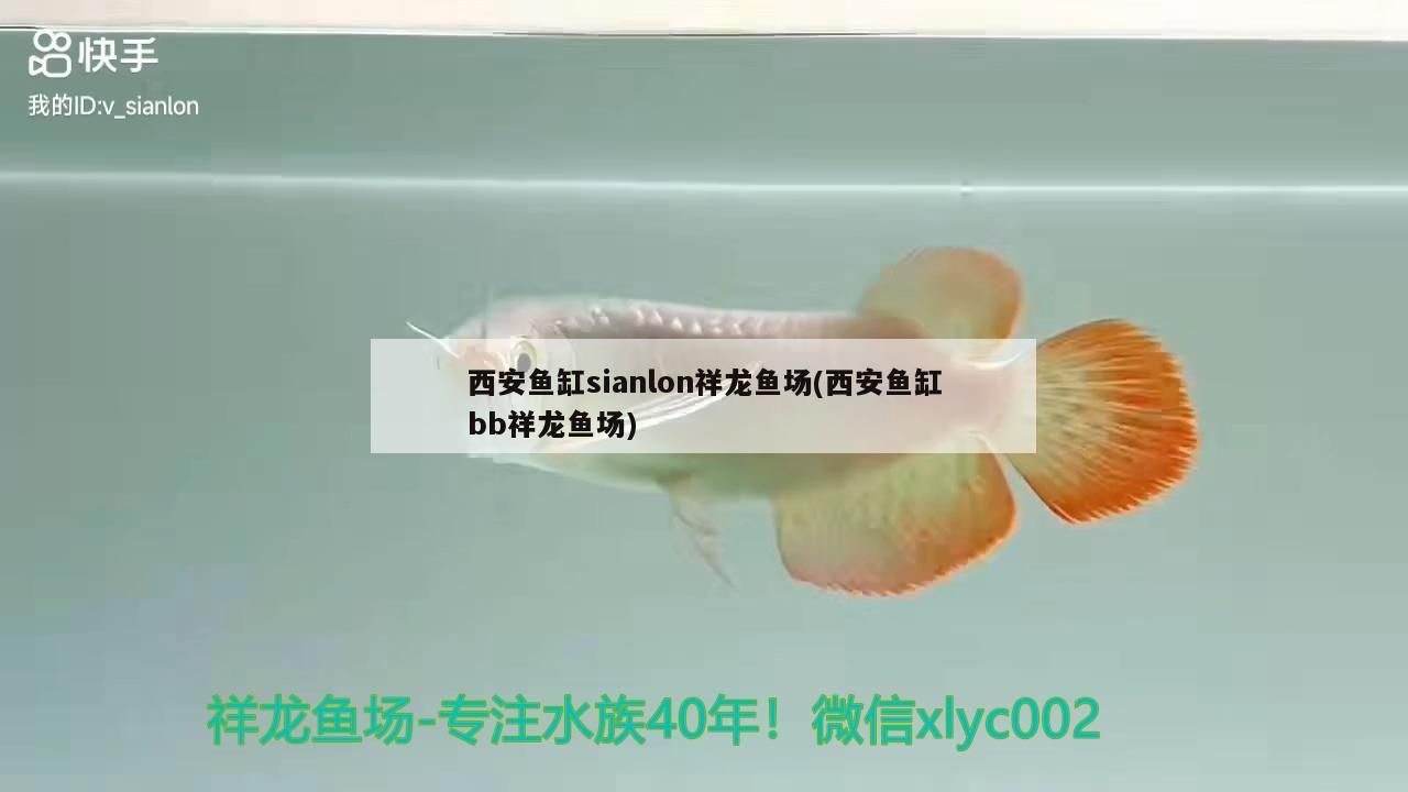 西安魚(yú)缸sianlon祥龍魚(yú)場(chǎng)(西安魚(yú)缸bb祥龍魚(yú)場(chǎng))