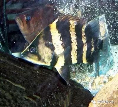 虎魚放沉木好不好：放沉木對虎魚有一些潛在的優點，養魚者需要權衡這些因素 虎魚放沉木好不好：放沉木對虎魚有一些潛在的優點，養魚者需要權衡這些因素 虎魚百科 第1張