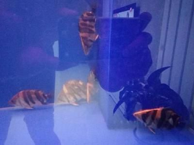 虎魚放沉木好不好：放沉木對虎魚有一些潛在的優點，養魚者需要權衡這些因素 虎魚放沉木好不好：放沉木對虎魚有一些潛在的優點，養魚者需要權衡這些因素 虎魚百科 第3張