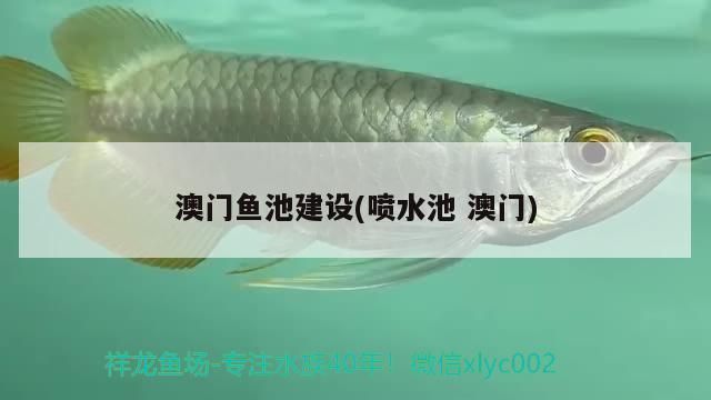 龍魚怎么養(yǎng)不掉眼（龍魚怎么養(yǎng)不掉眼睛）