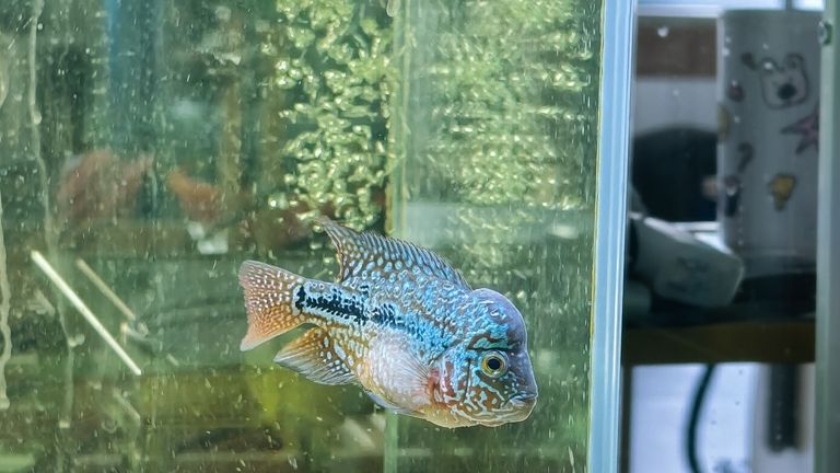 如何區(qū)分金龍魚和福臨門的系列產(chǎn)品，如何區(qū)分金龍魚和福臨門