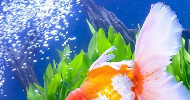 龍魚白點病和水霉病的區(qū)別在哪里vs祥龍魚場：祥龍魚場的龍魚品種介紹