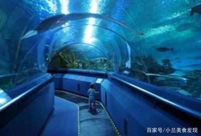 魟魚出生多久能喂食:魟魚出生后喂食的時間存在一定的差異具體取決于魟魚的品種和個體狀況 魟魚百科 第1張 魟魚出生多久能喂食:魟魚出生后喂食的時間存在一定的差異具體取決于魟魚的品種和個體狀況 魟魚出生多久能喂食:魟魚出生后喂食的時間存在一定的差異具體取決于魟魚的品種和個體狀況 魟魚百科 第1張