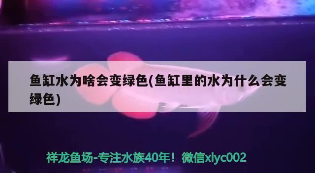 漢中賣魚缸及觀賞魚的地方有哪些店子（漢中哪里有賣魚的）