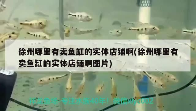 <strong><mark>徐州</mark></strong>哪里有賣魚缸的實體店鋪啊(<strong><mark>徐州</mark></strong>哪里有賣魚缸的實體店鋪啊圖片)