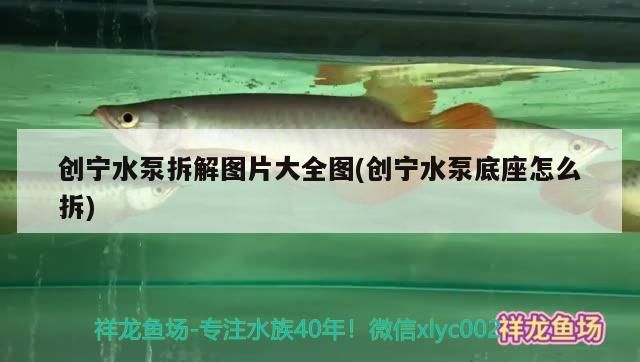創(chuàng)寧水泵拆解圖片大全圖(創(chuàng)寧水泵底座怎么拆)