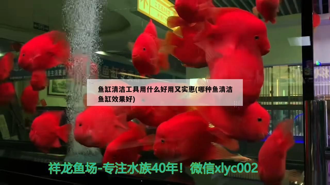 魚缸清潔工具用什么好用又實惠(哪種魚清潔魚缸效果好)