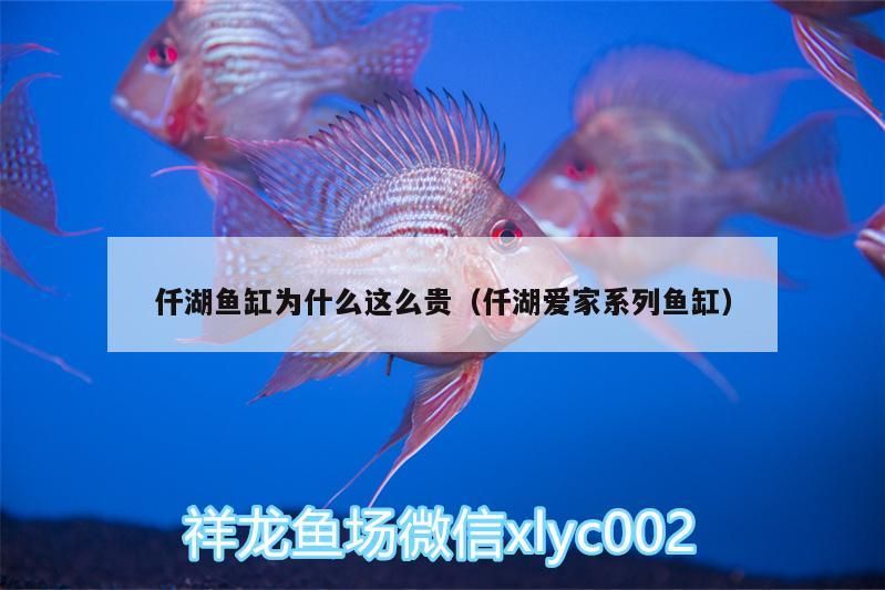 觀賞魚 仟湖魚缸為什么這么貴(仟湖愛家系列魚缸) 仟湖 仟湖魚缸為什么這么貴(仟湖愛家系列魚缸) 仟湖魚缸為什么這么貴(仟湖愛家系列魚缸) 仟湖