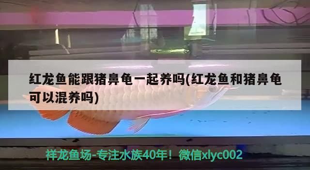 紅龍魚能跟豬鼻龜一起養嗎(紅龍魚和豬鼻龜可以混養嗎)