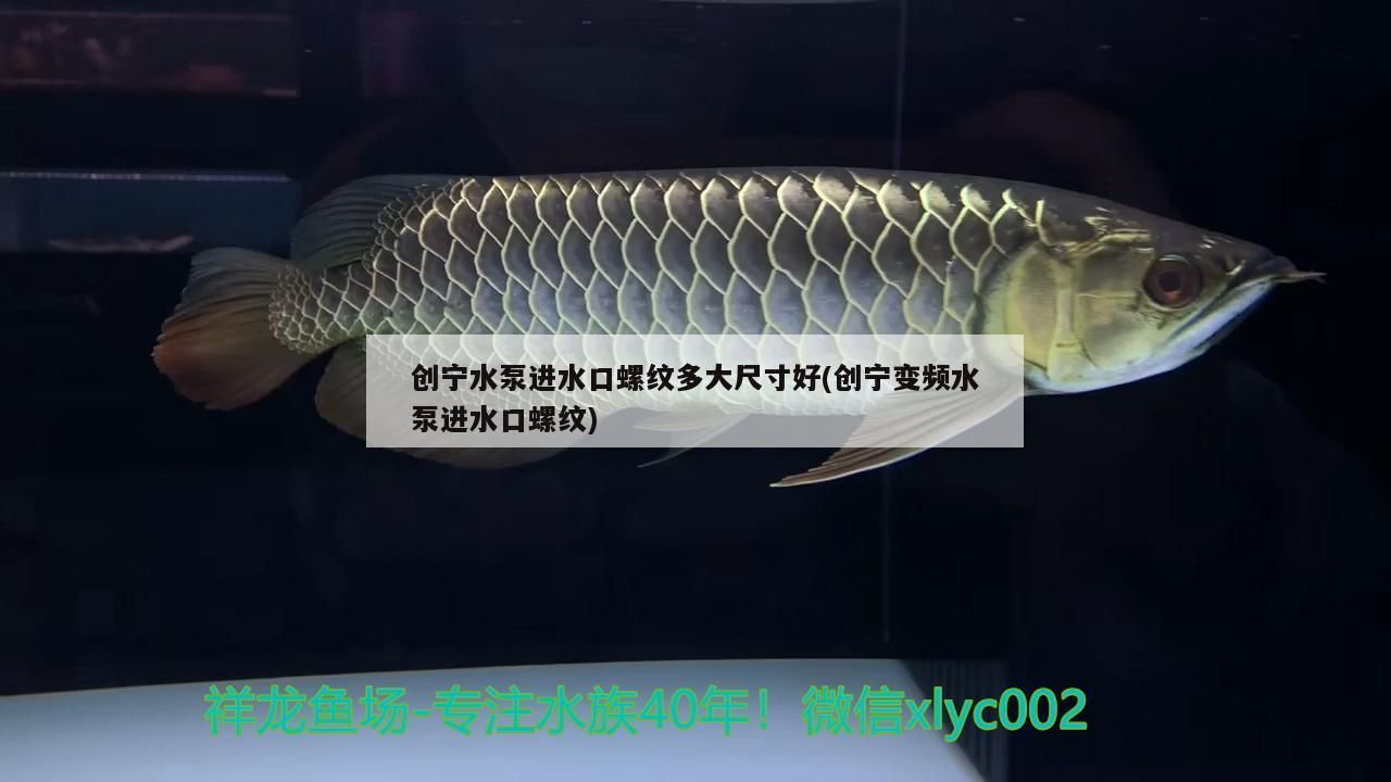 創寧水泵進水口螺紋多大尺寸好(創寧變頻水泵進水口螺紋)