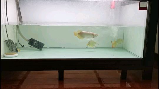 魚缸過濾需要什么濾材比較好（ 魚缸過濾材料最好的6種） 魚缸過濾需要什么濾材比較好（ 魚缸過濾材料最好的6種） 博特水族