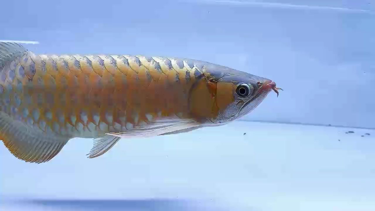 印尼紅龍45-48cm