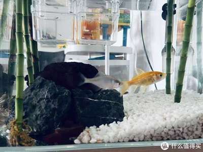 大魚缸里的魚比小魚缸里的魚多幾條（大魚缸里的魚比小魚缸多幾條，我們需要具體的數(shù)據(jù)或上下文）