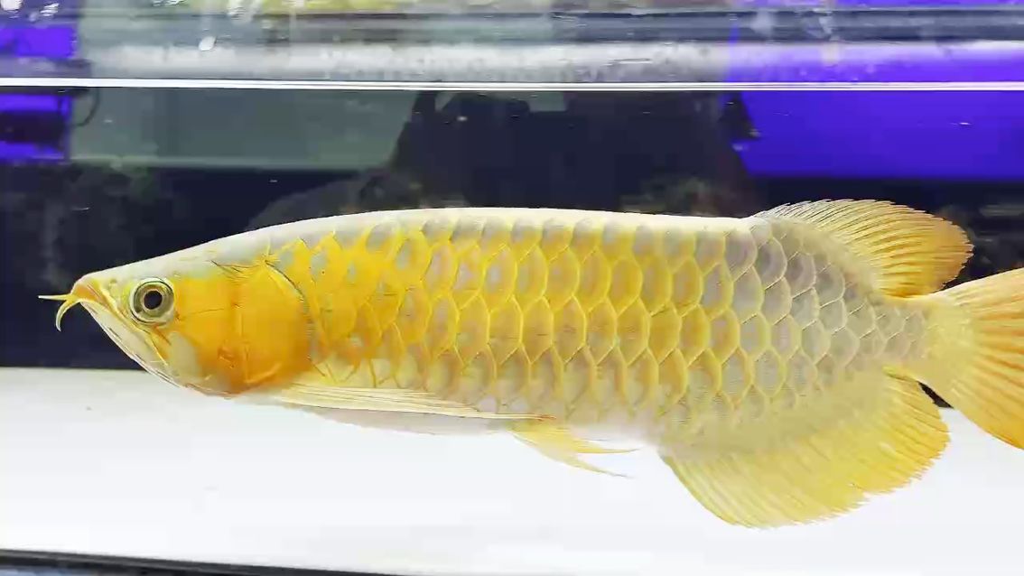 印尼綠皮紅龍45-48cm
