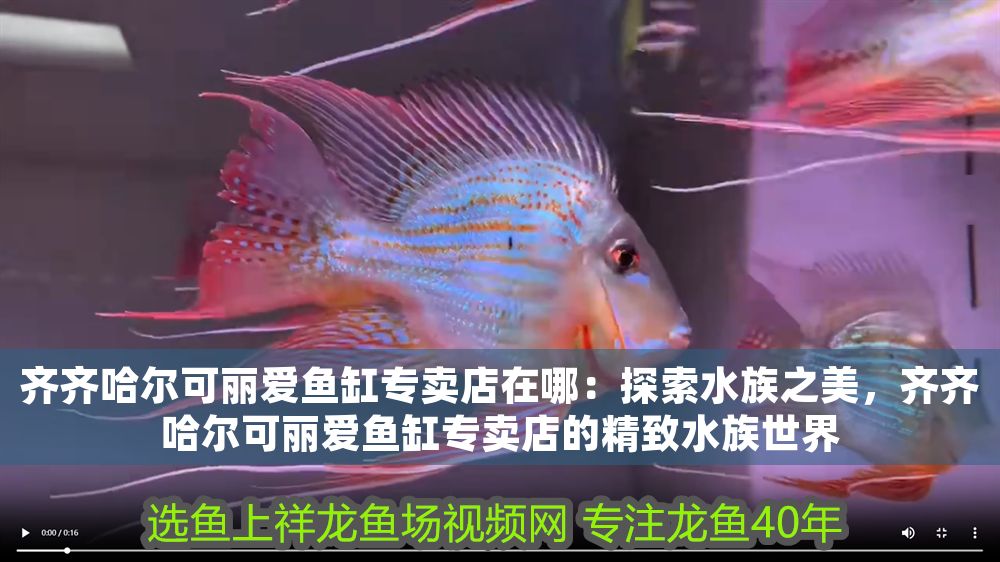 齊齊哈爾可麗愛魚缸專賣店在哪：探索水族之美，齊齊哈爾可麗愛魚缸專賣店的精致水族世界
