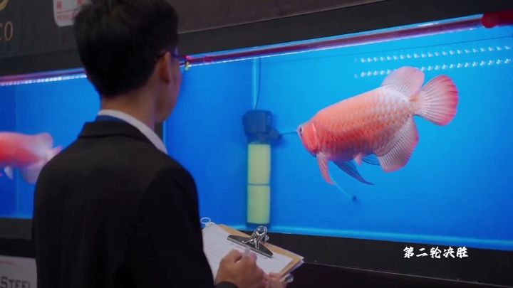 馬來西亞2024年第一屆MAFC龍魚爭霸賽(馬來西亞龍協(xié)會主辦)進行中