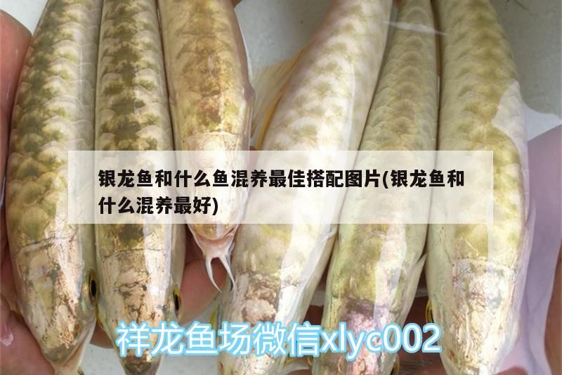 銀龍魚和什么魚混養(yǎng)最佳搭配圖片(銀龍魚和什么混養(yǎng)最好)